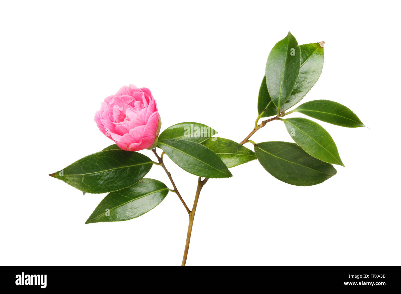 Einzelne teilweise offen Camellia Blumen- und glänzenden immergrünen Laub isoliert gegen weiß Stockfoto