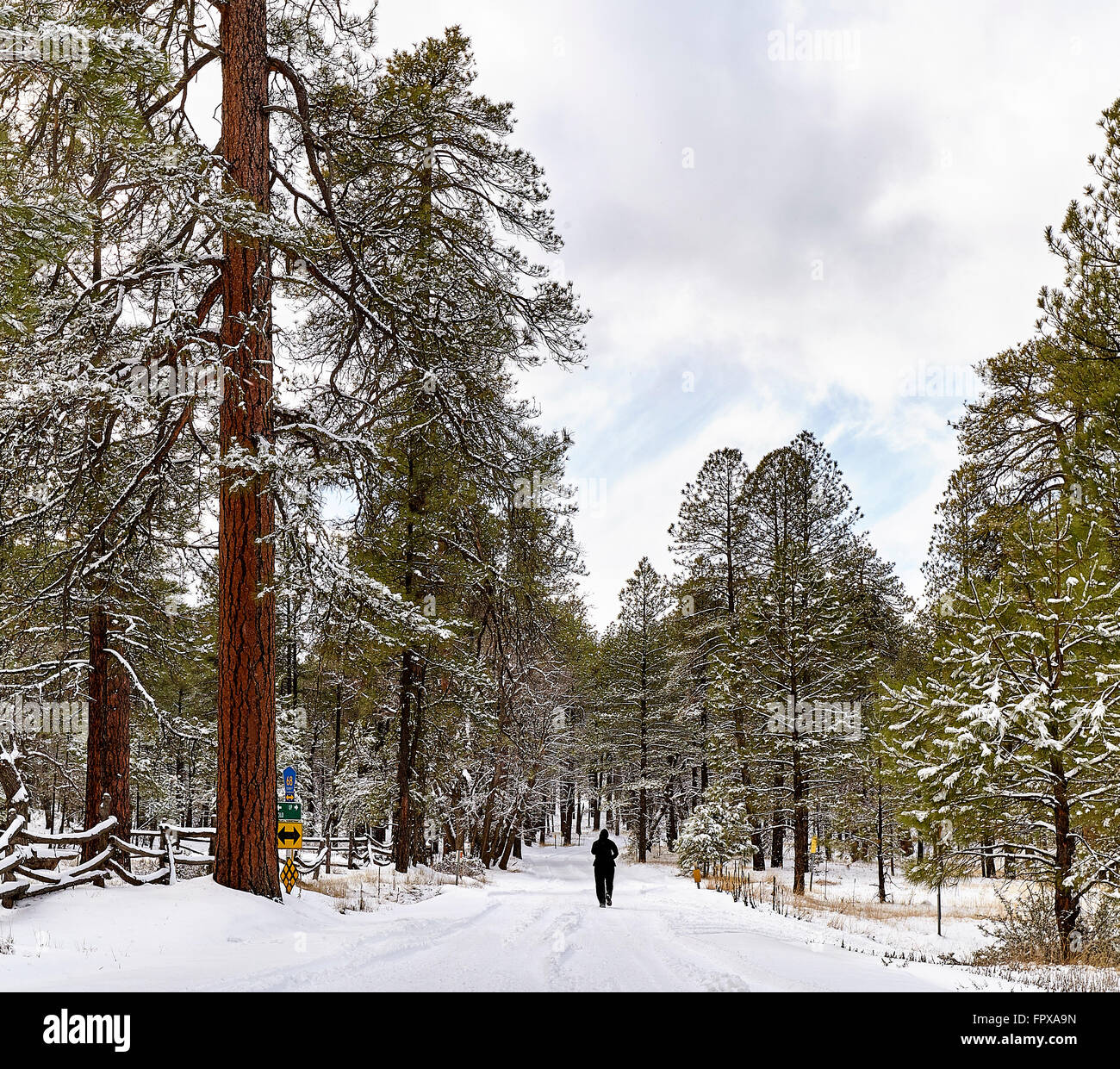 Fußgänger auf Schnee bedeckten Berg Forststraße Baum im winter Stockfoto