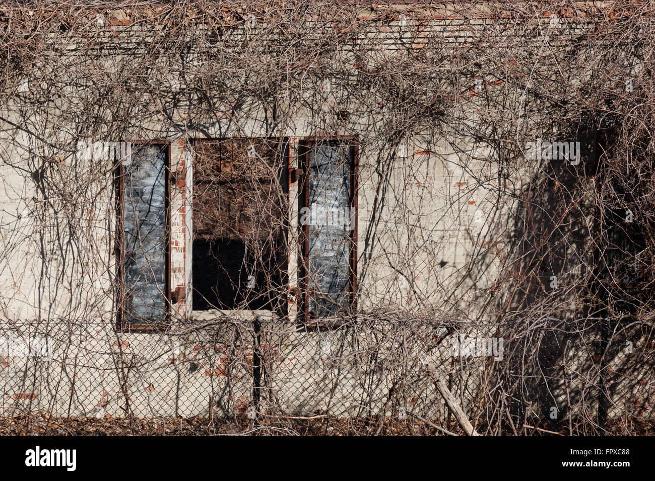 Ein alte Fenster auf eine militärische Struktur, in einem Zustand des Verfalls, ist mit Toten Reben bedeckt. Stockfoto