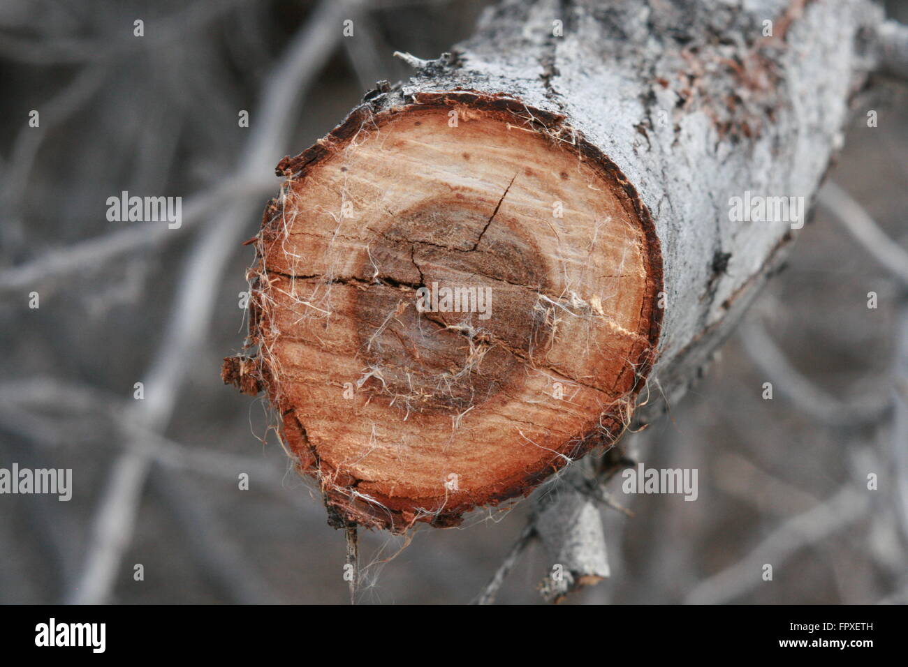Geschnitten Sie Mesquite-Baum Zweig Nahaufnahme Stockfoto