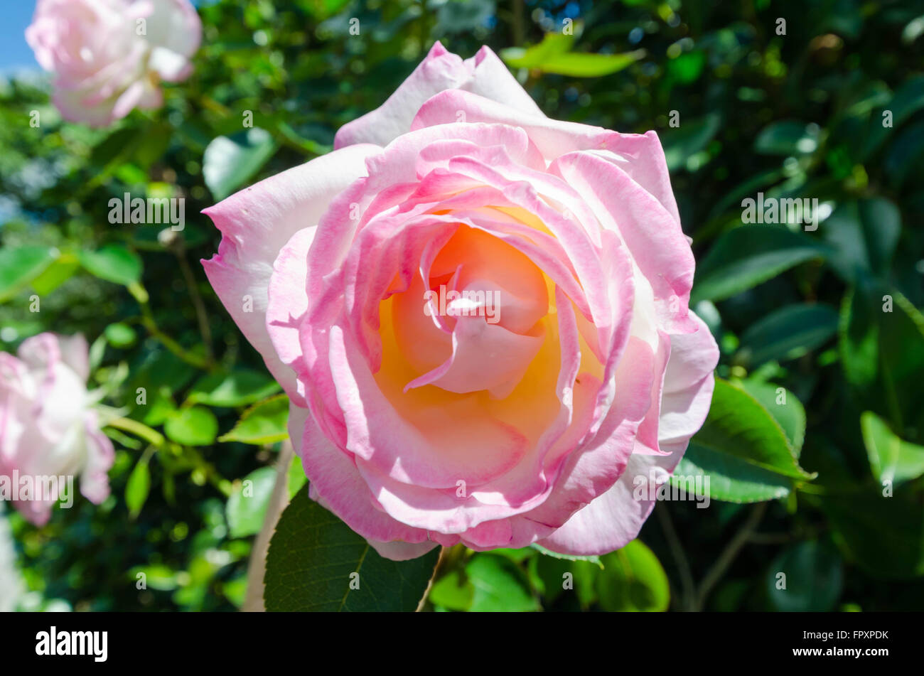 alte Mode rosa rose in voller Blüte Stockfoto