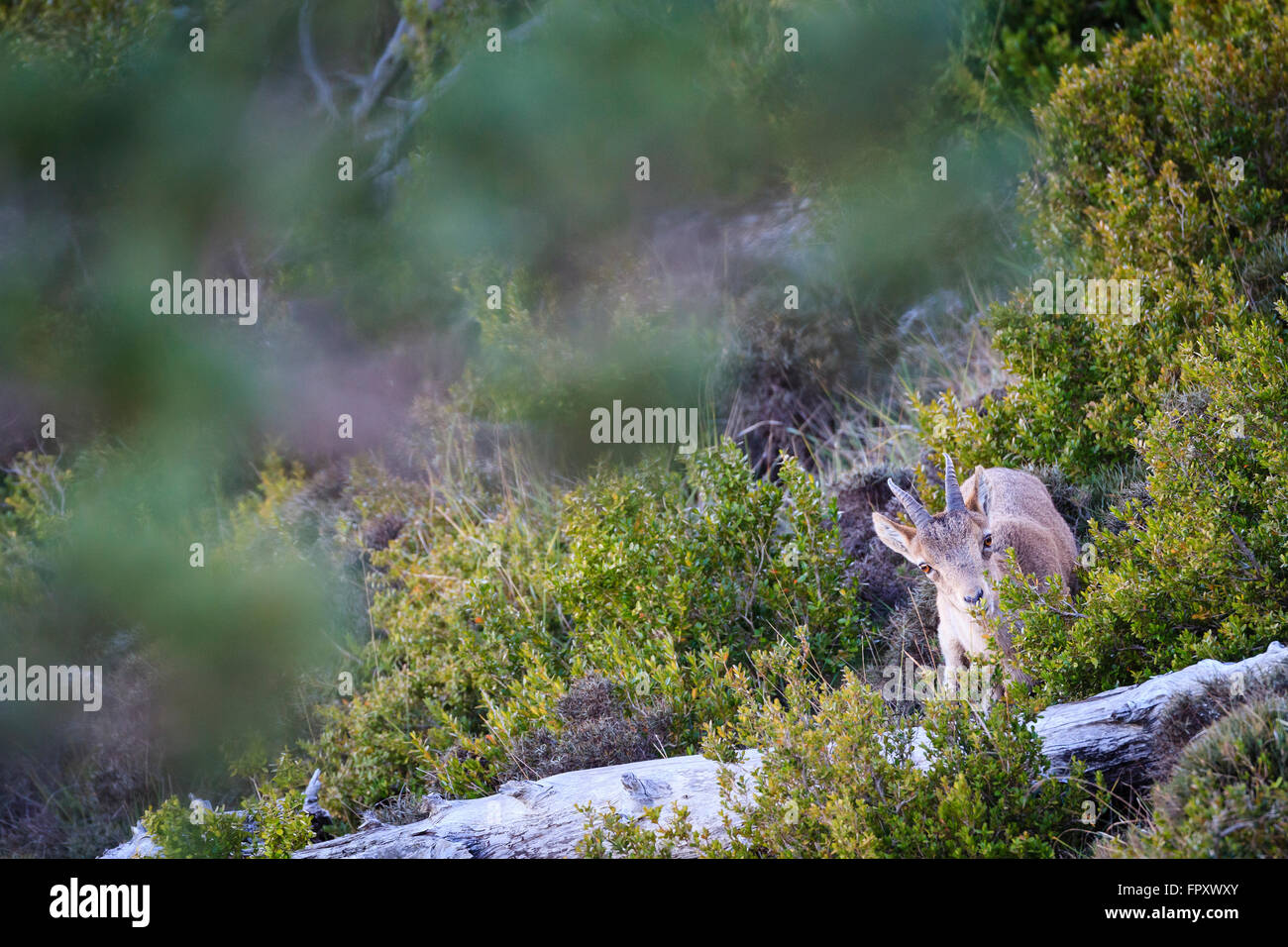 Iberischer Steinbock (Capra Pyrenaica Hispanica) Lebensraum. Els Ports Naturpark. Katalonien. Spanien. Stockfoto