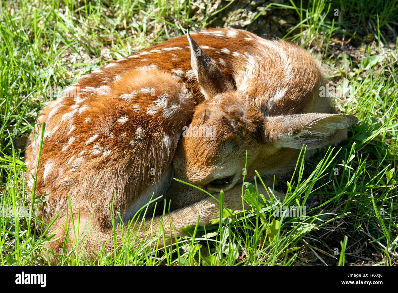 Neugeborenen Whitetail Rehkitz Verlegung auf einer Wiese des grünen Grases Stockfoto