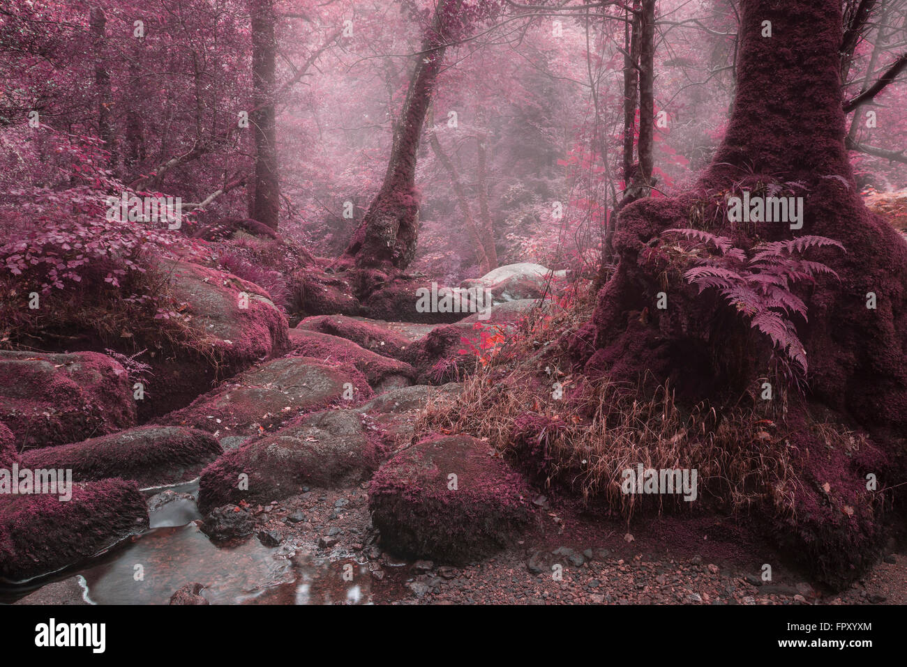 Schöne surreale Alternativfarbe Wald Landschaftsbild Stockfoto