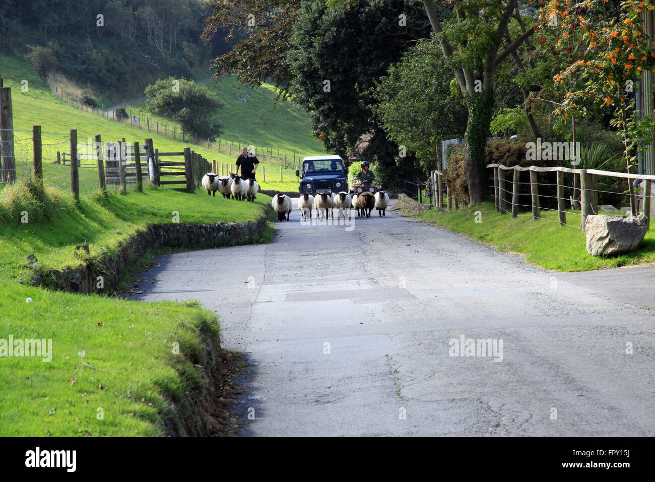 Schafe getrieben entlang Landstraße in Somerset, England Stockfoto
