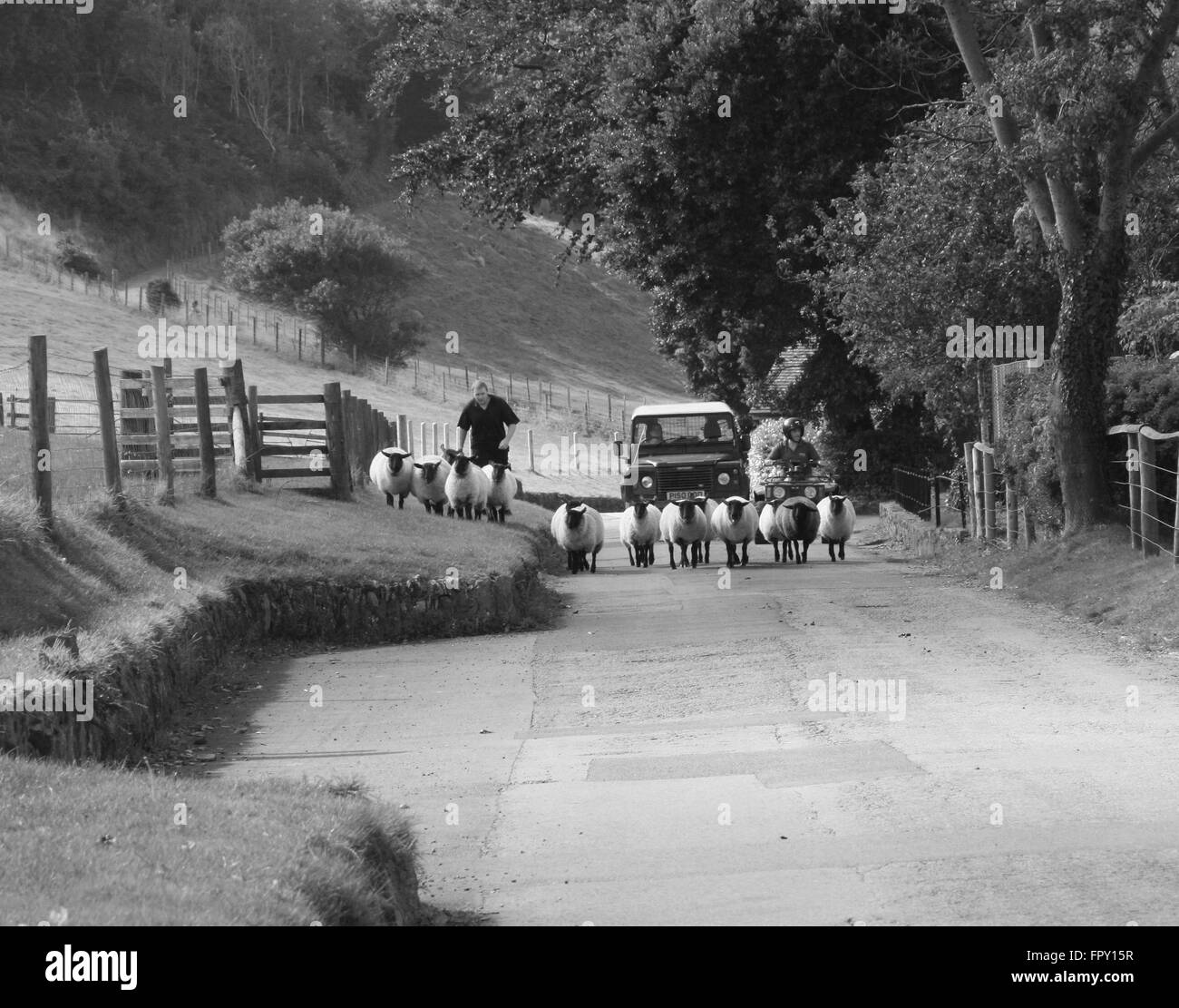 Schafe getrieben entlang Landstraße in Somerset, England Stockfoto
