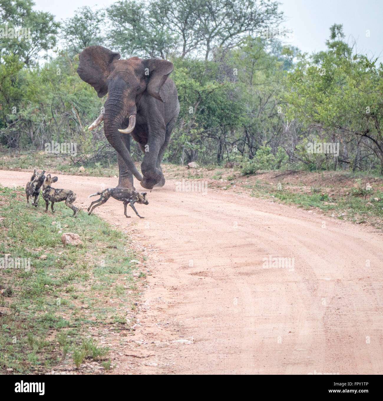 Einen Elefanten jagen Weg Afrikanische Wildhunde im Kruger National Park, Südafrika. Stockfoto