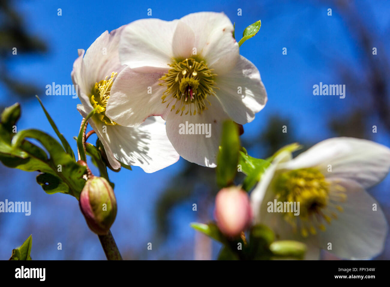 Hellebore Fastenrose Helleborus nigercors 'Marshmallow' Helleborus Weiße Helleborus Blumen Weihnachtsrose, Blume Nahaufnahme Gartenblumen Spätwinter Stockfoto