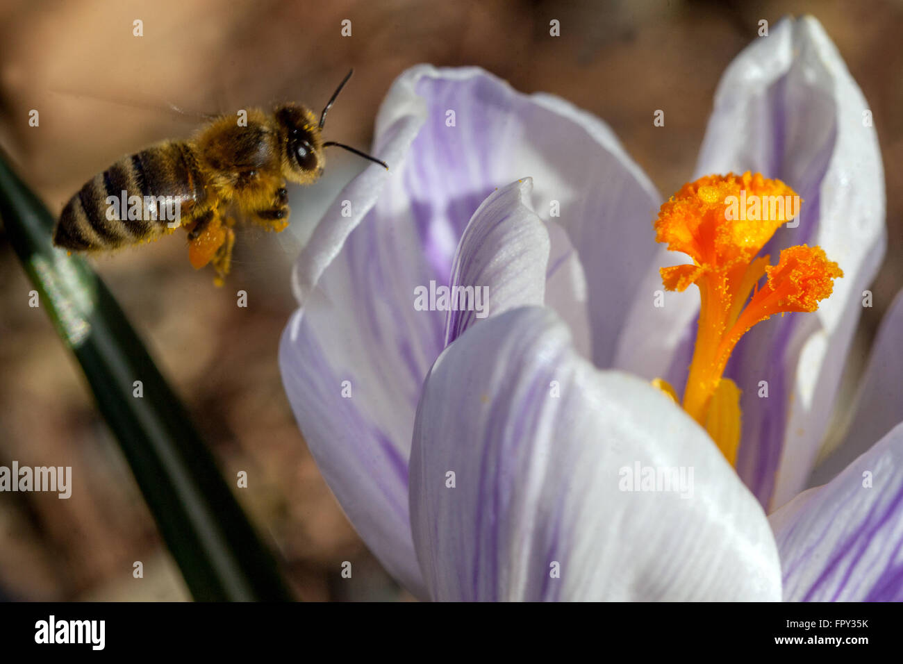 Krokus blüht und Honigbiene fliegt zur Blüte Stockfoto