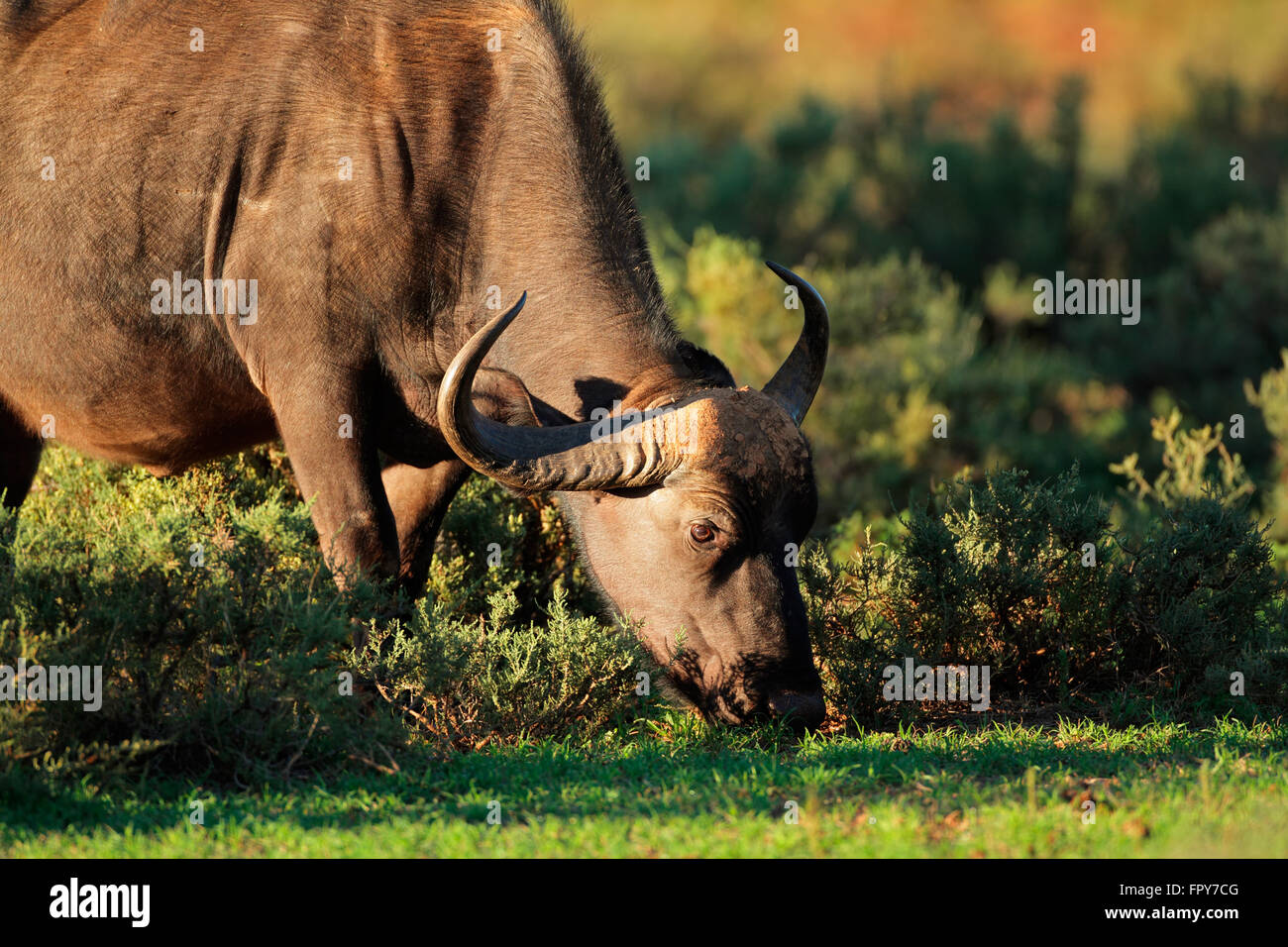 Fütterung afrikanischen oder Kaffernbüffel (Syncerus Caffer), Süd Afrika Stockfoto