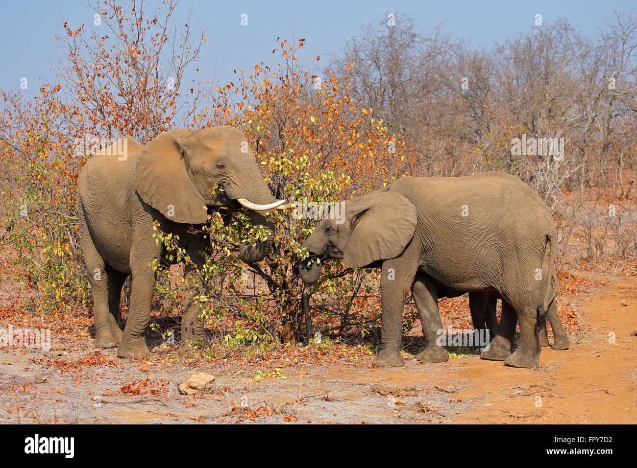 Afrikanische Elefanten (Loxodonta Africana) Fütterung, Krüger Nationalpark, Südafrika Stockfoto