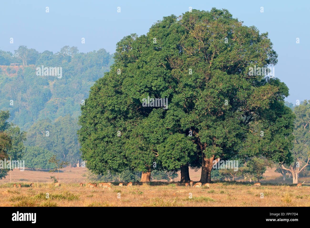 Massive Feigenbaum mit gefleckte Rehe (Axis Axis), Kanha Nationalpark, Indien Stockfoto