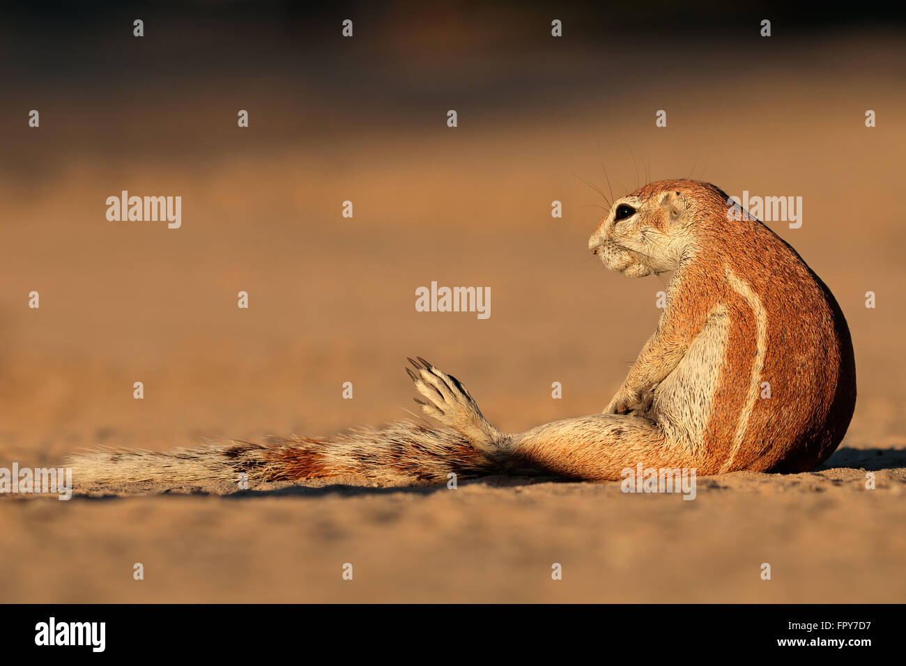 Borstenhörnchen (Xerus Inaurus), Kalahari-Wüste, Südafrika Stockfoto