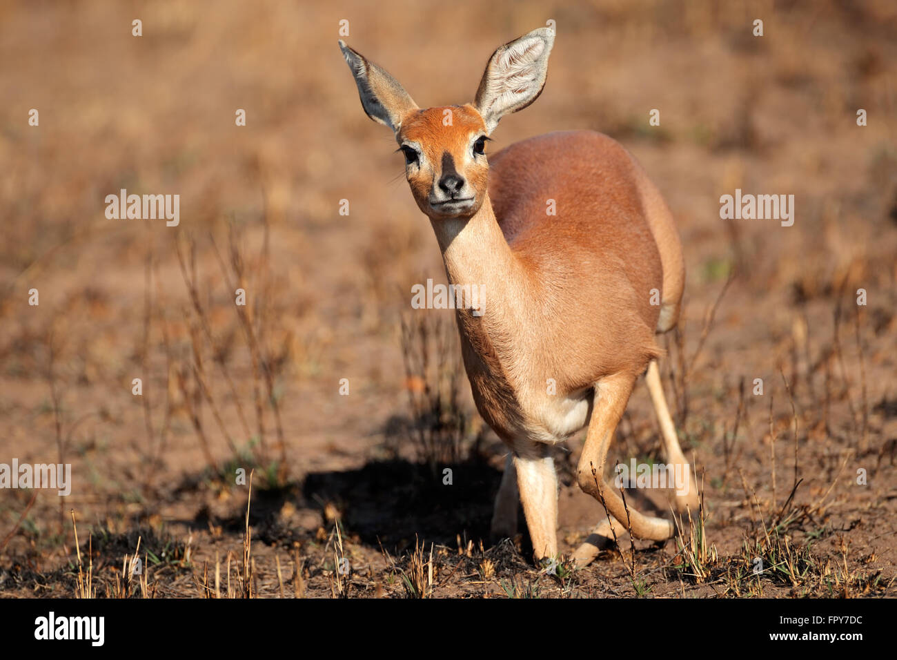 Weibliche Steinböckchen Antilope (Raphicerus Campestris), Südafrika Stockfoto