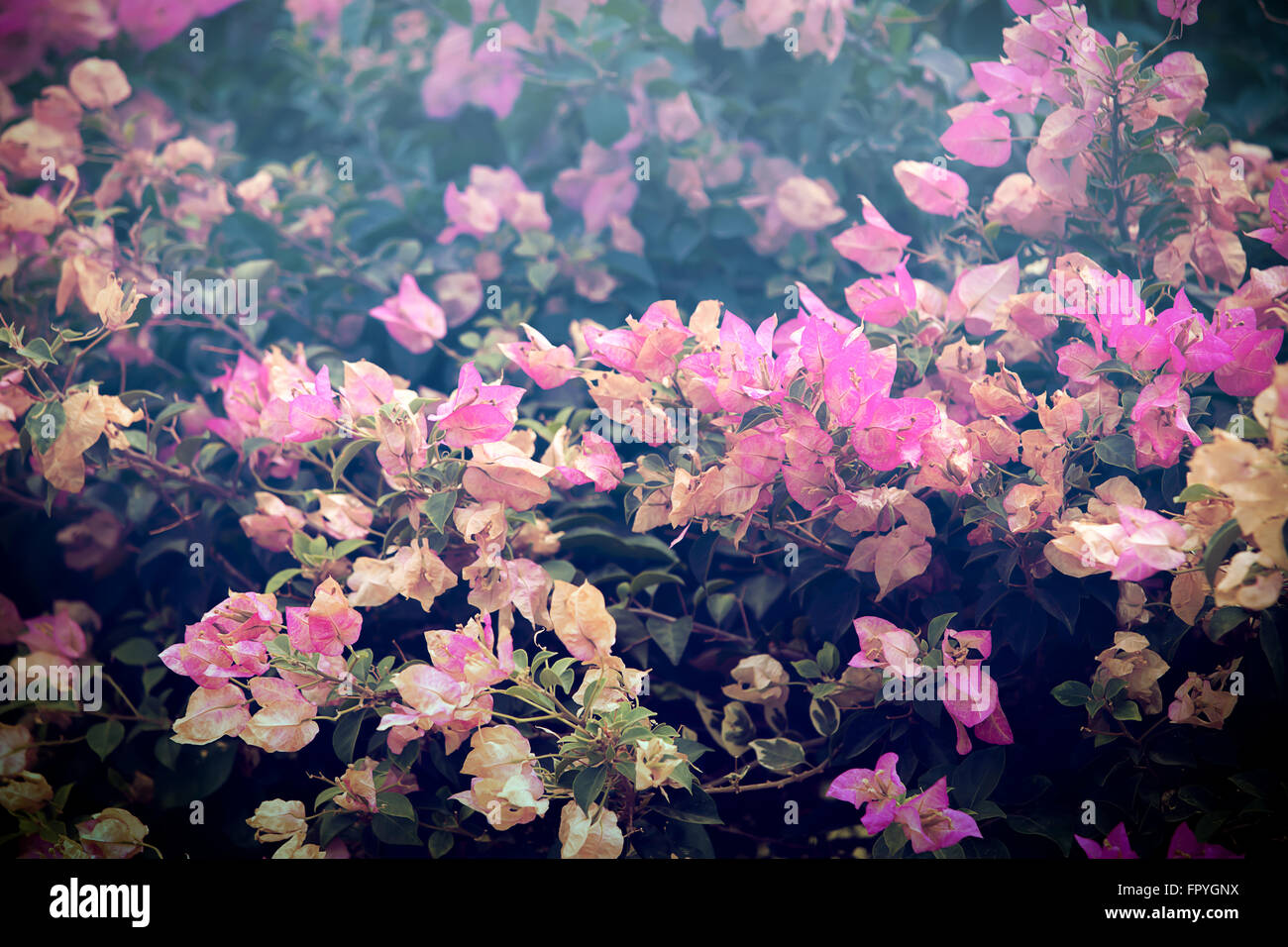 Vintage Blumen (Bougainvillea Blüte) Hintergrund Stockfoto