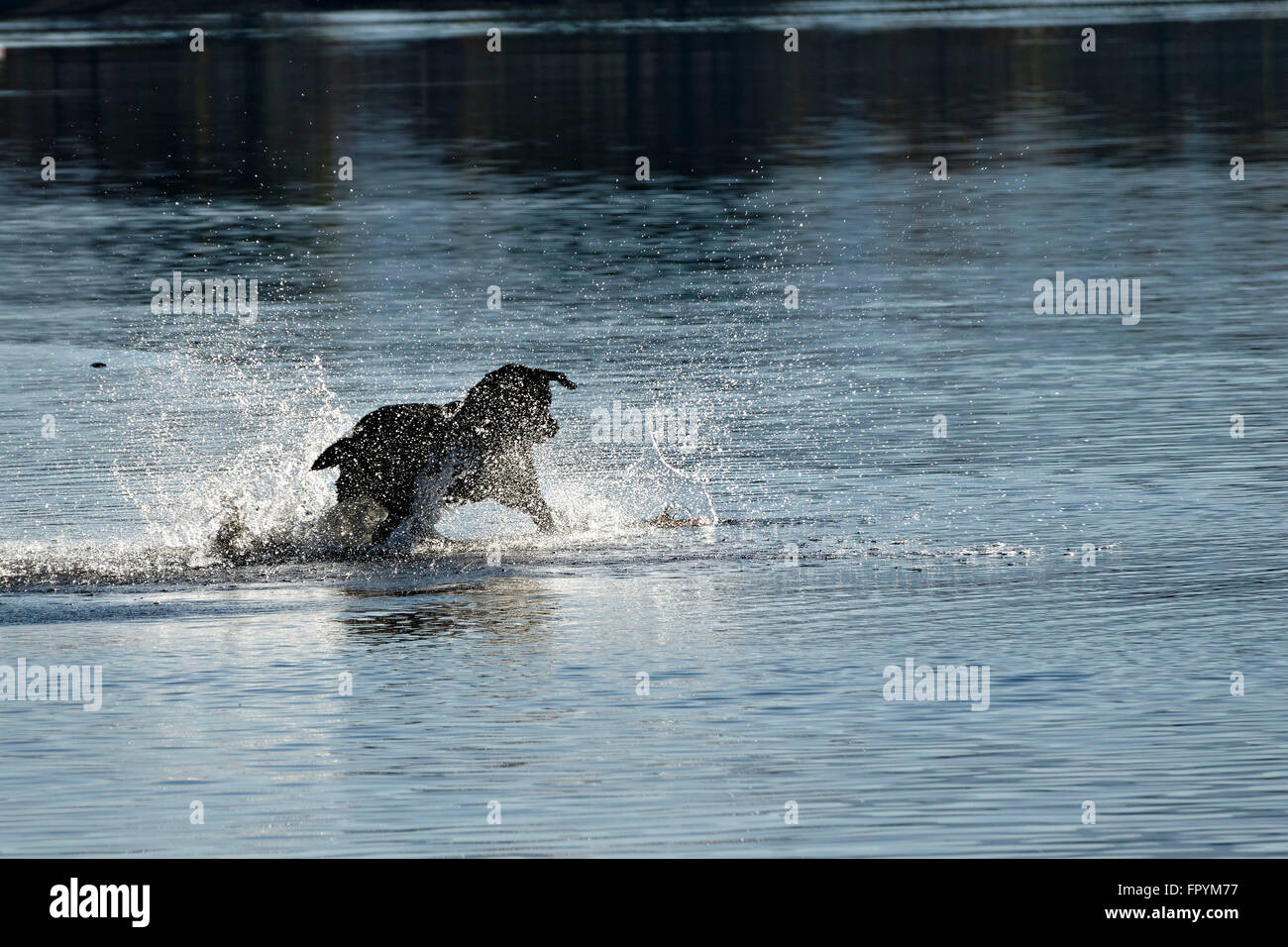 Schwarzer Hund im Wasser, die Jagd nach einer Frisbee, der in Wasser, Chiemsee, Oberbayern, Deutschland, Europa gelandet ist. Stockfoto