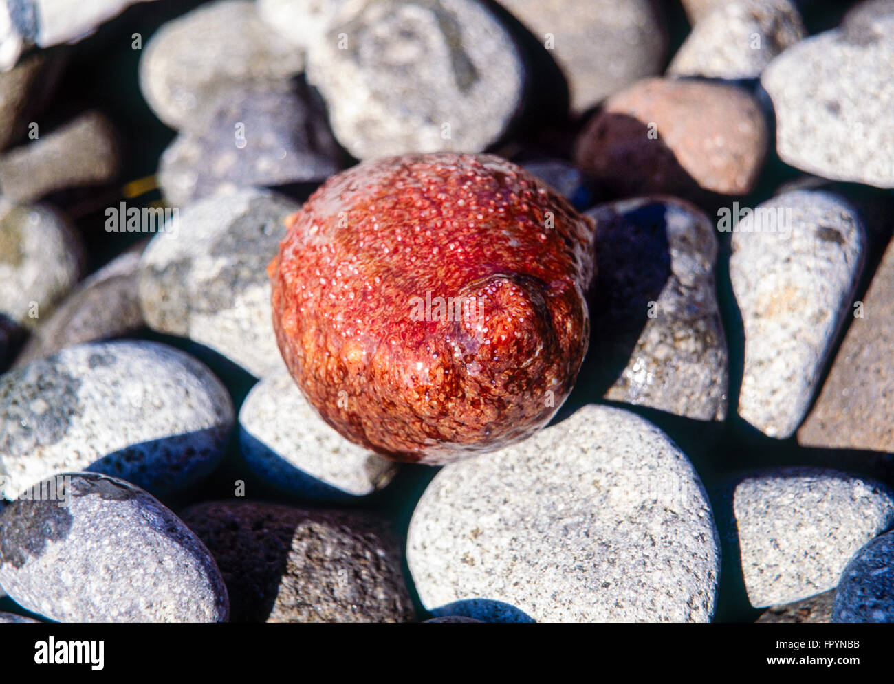 A live namako, or sea cucumber, on a rocky beach in Izu Peninsula, Japan Stockfoto