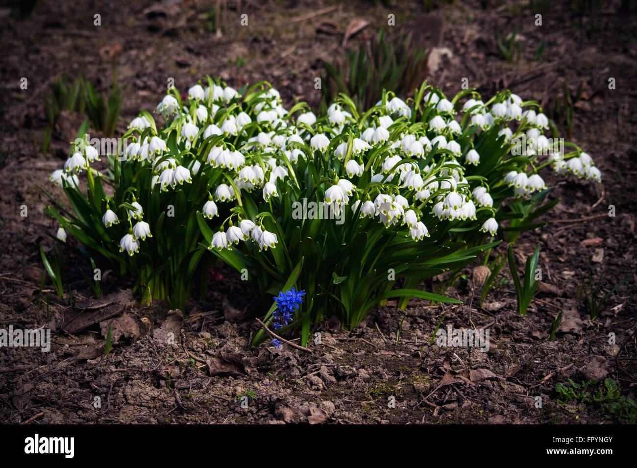 Schneeglockchen Sind Die Ersten Fruhlingsblumen Die Fruhen