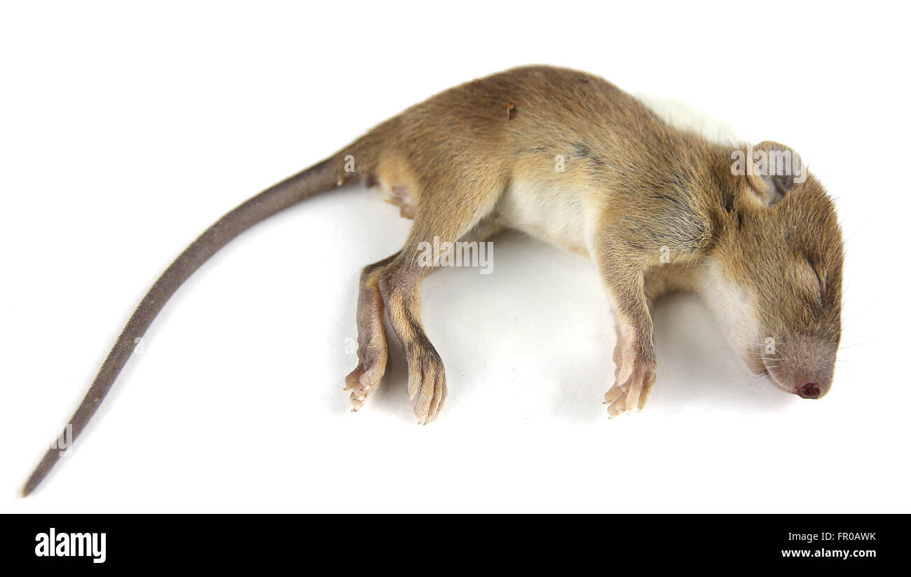 Maus tot Blut aus Nase Stockfoto