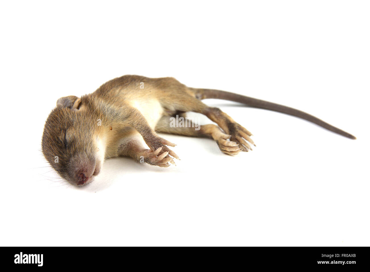 Maus tot Blut aus Nase Stockfoto