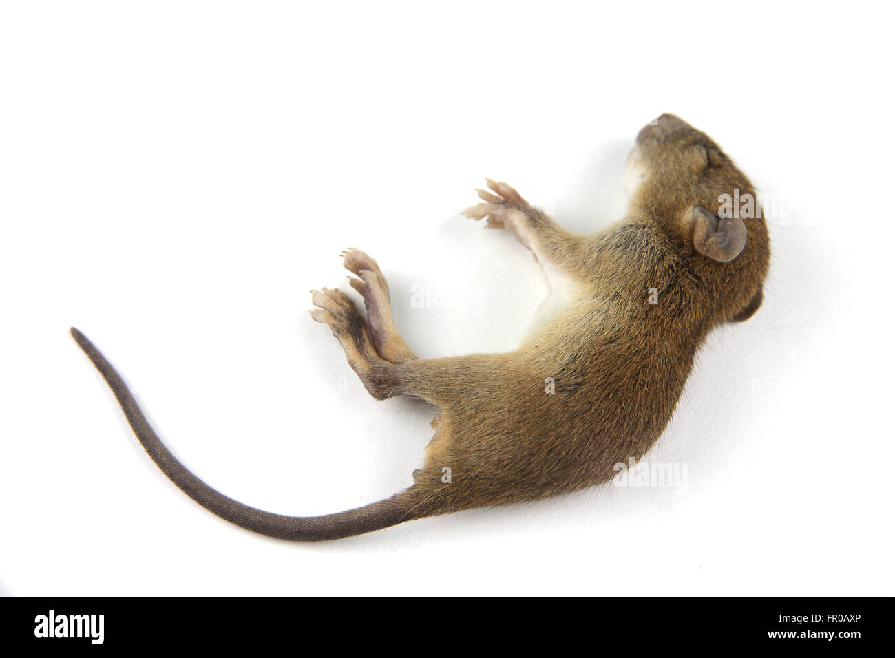 Maus tot Blut aus Nase Stockfoto