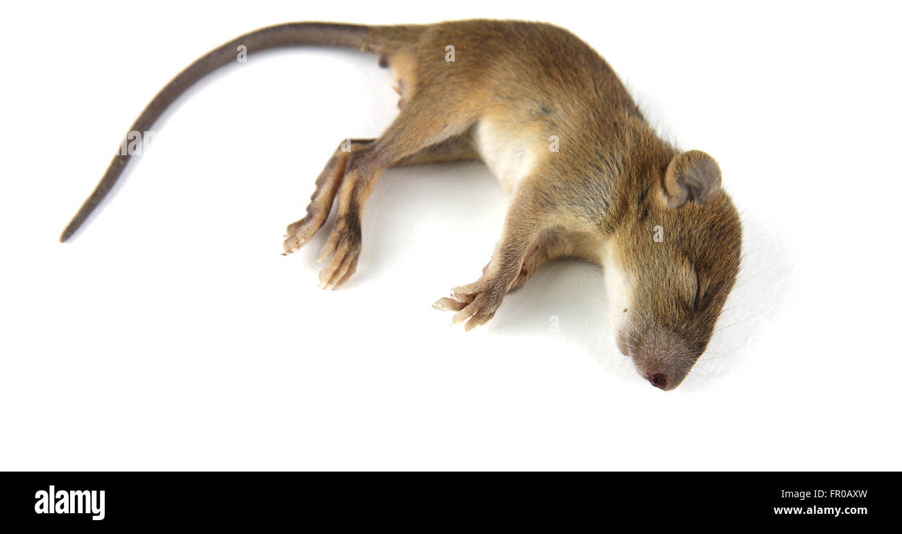 Maus tot Blut aus Nase Stockfoto