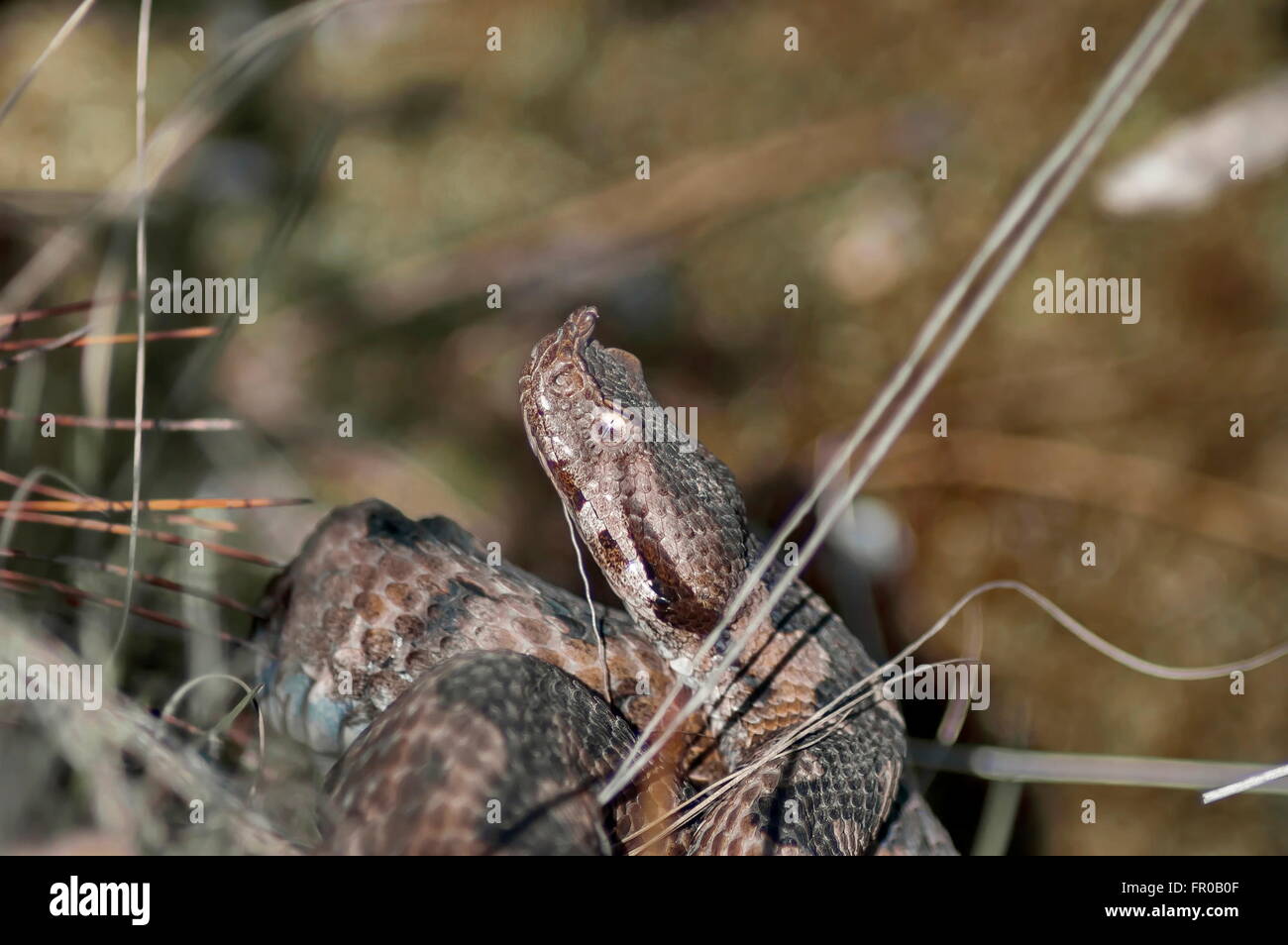 Viper Schlange Nahaufnahme in den Bergen Murgash, durch Den, Bulgarien Stockfoto