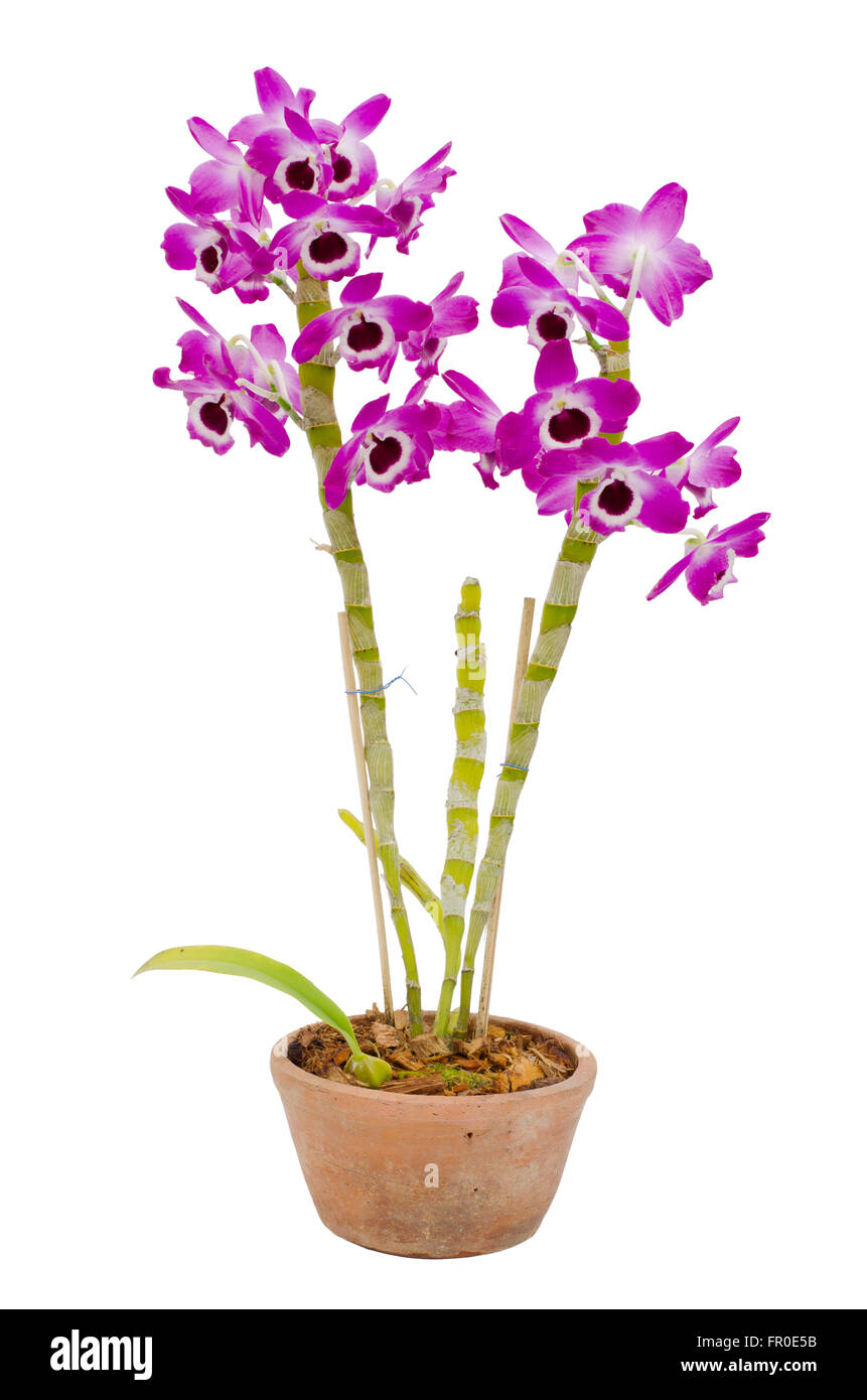 Nobile Orchidee isoliert auf weißem Hintergrund Stockfoto