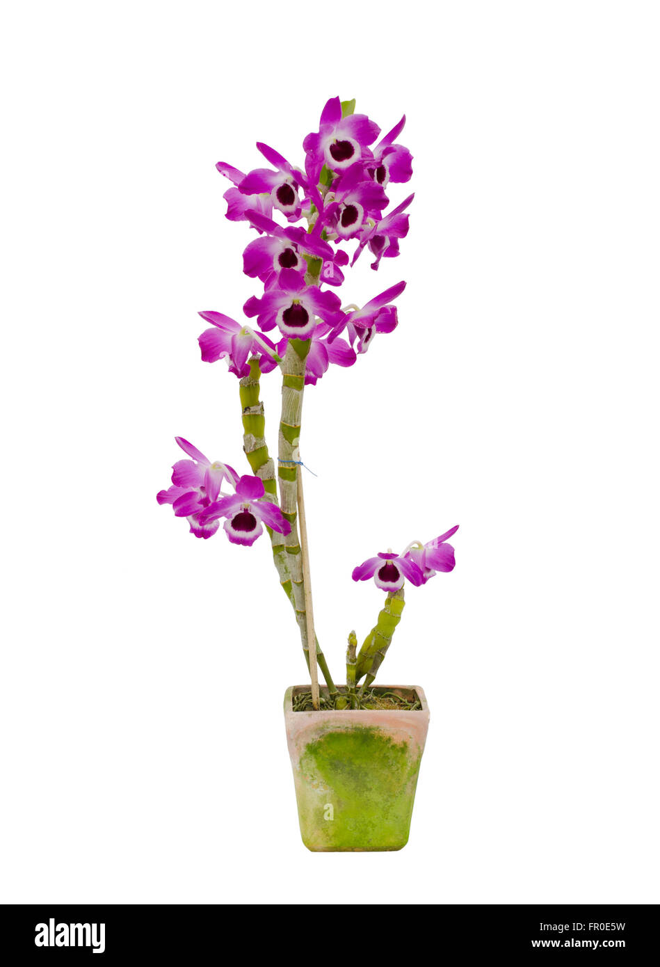 Nobile Orchidee isoliert auf weißem Hintergrund Stockfoto