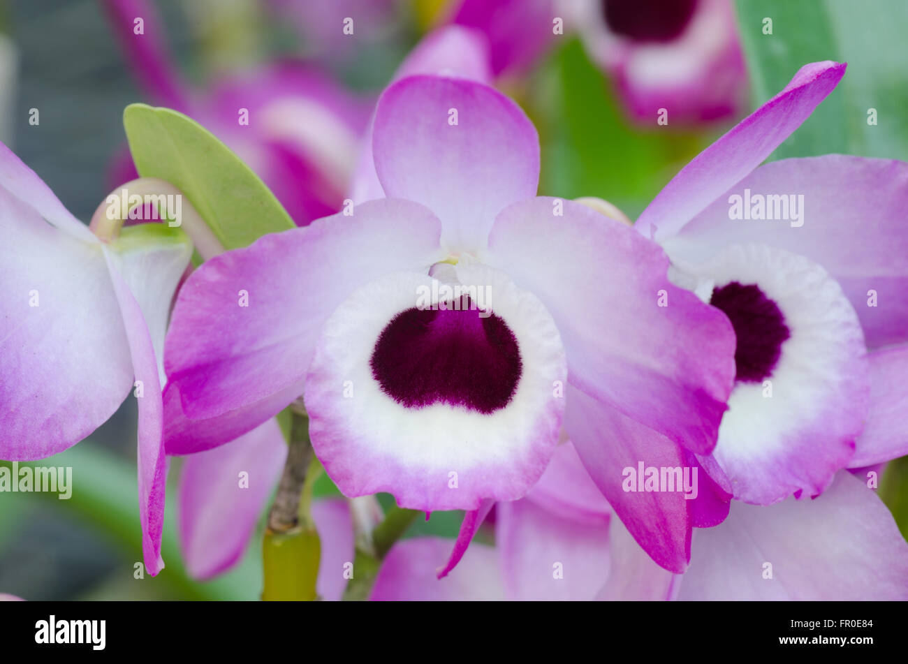 Nobile Orchidee Stockfoto