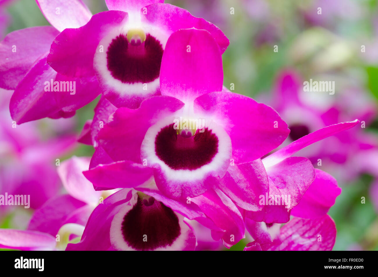 Nobile Orchidee Stockfoto