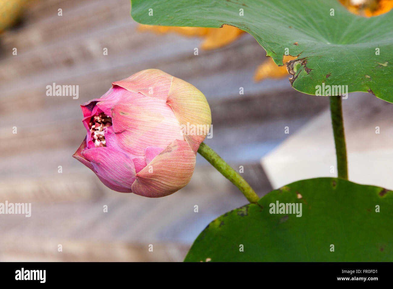 Blühen Sie Heilige Lotus im Bereich keine Blüte Stockfoto
