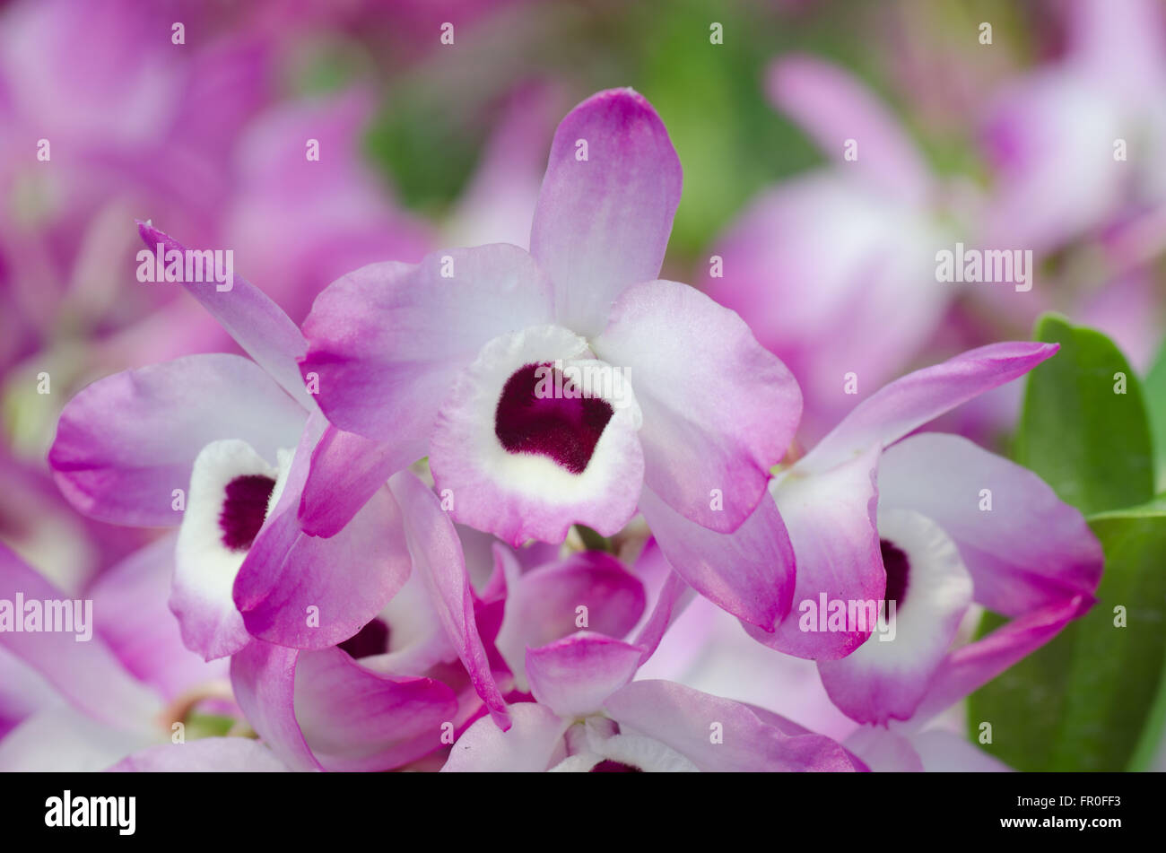 Nobile Orchidee Stockfoto