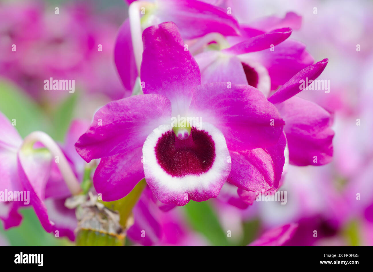 Nobile Orchidee Stockfoto