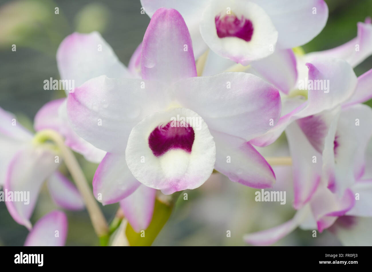 Nobile Orchidee Stockfoto
