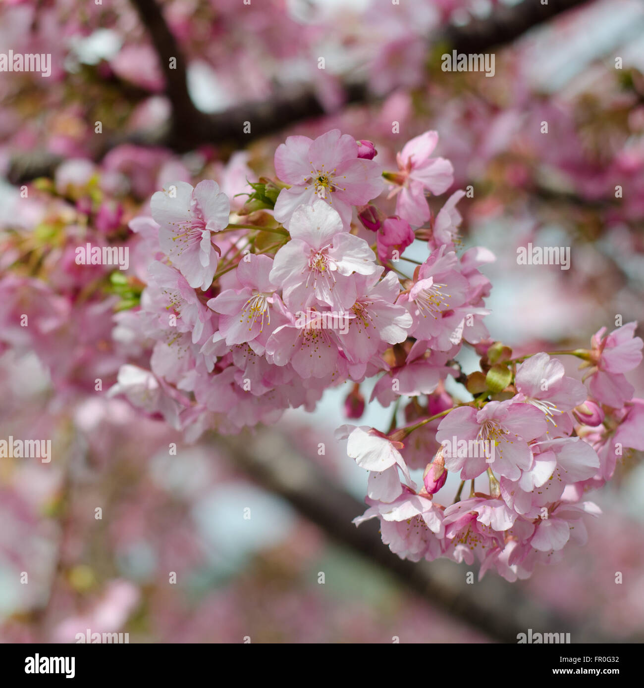 Schöne rosa Kirschblüten (Sakura) Blume in voller Blüte in Japan Stockfoto