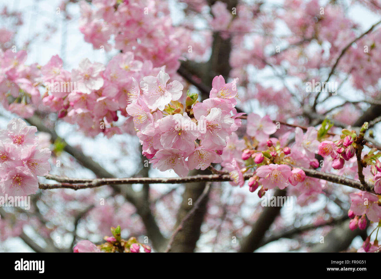 schöne rosa Kirschblüten (Sakura) Blume in voller Blüte in Japan Stockfoto