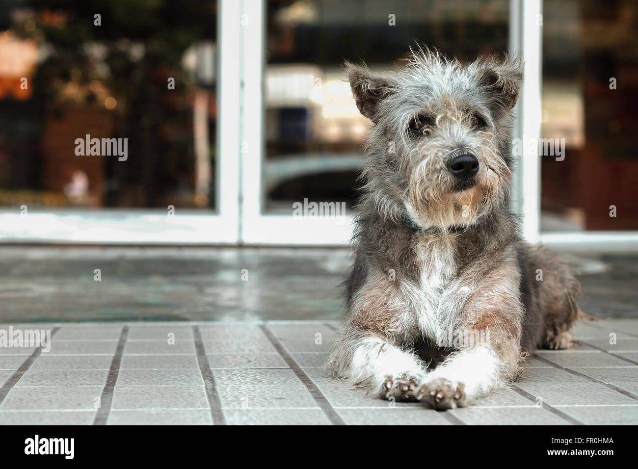 Thailand-Hund suchen eine Hoffnung Stockfoto