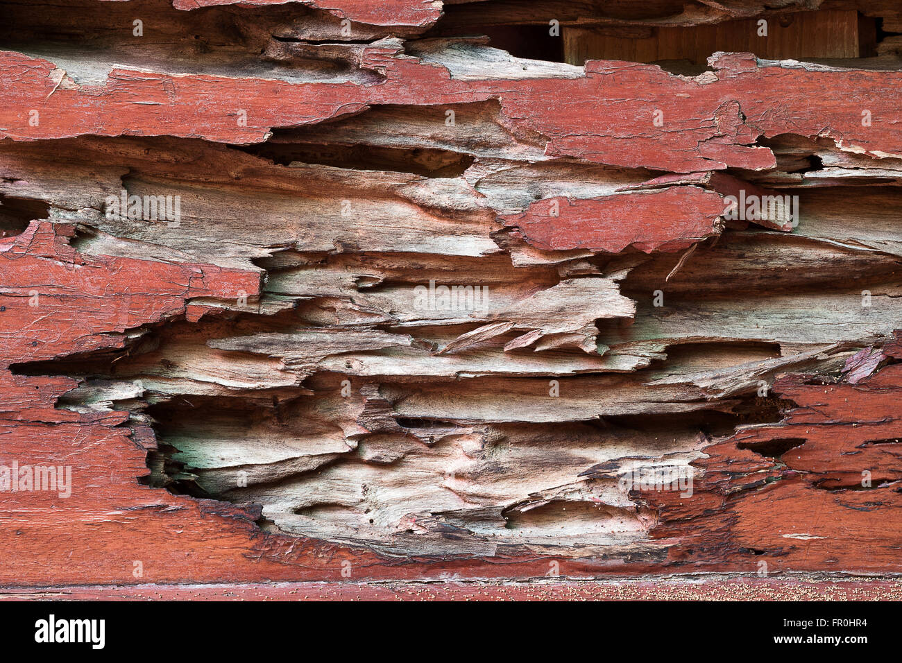 Textur von Spuren von Termiten essen Holz Stockfoto