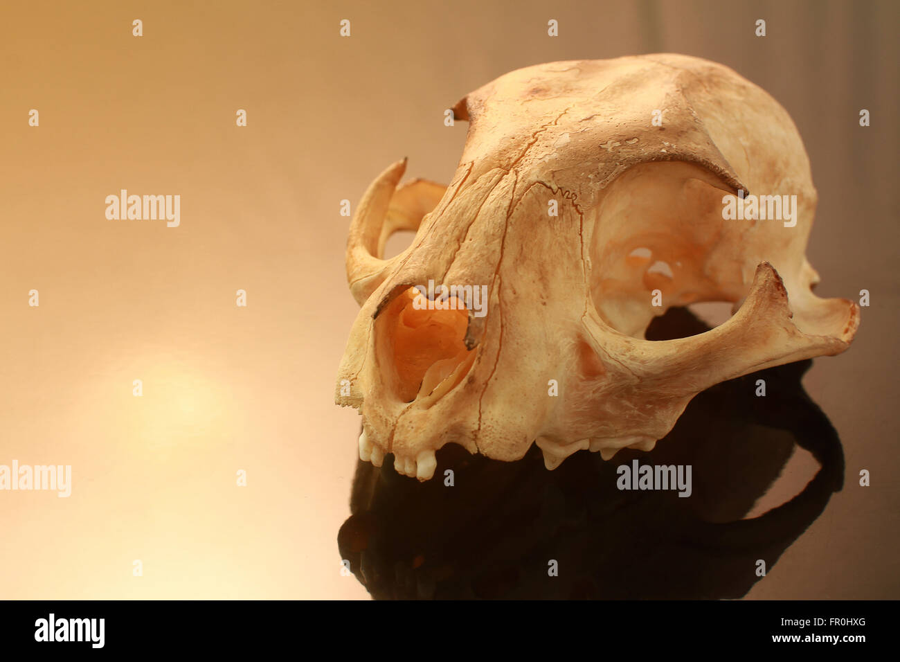 asiatische goldden Katze Schädel auf schwarzem Hintergrund Stockfoto