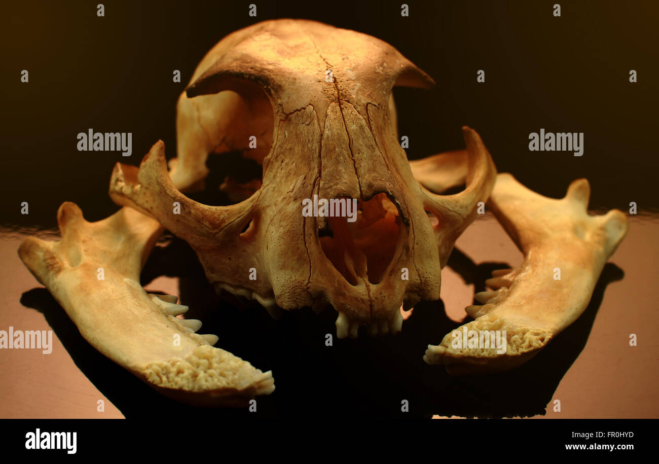 asiatische goldden Katze Schädel auf schwarzem Hintergrund Stockfoto