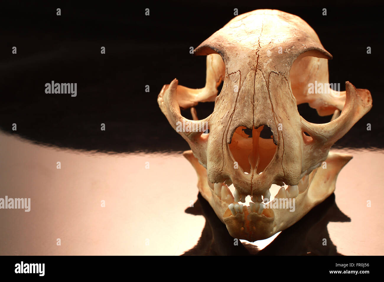 asiatische goldden Katze Schädel auf schwarzem Hintergrund Stockfoto