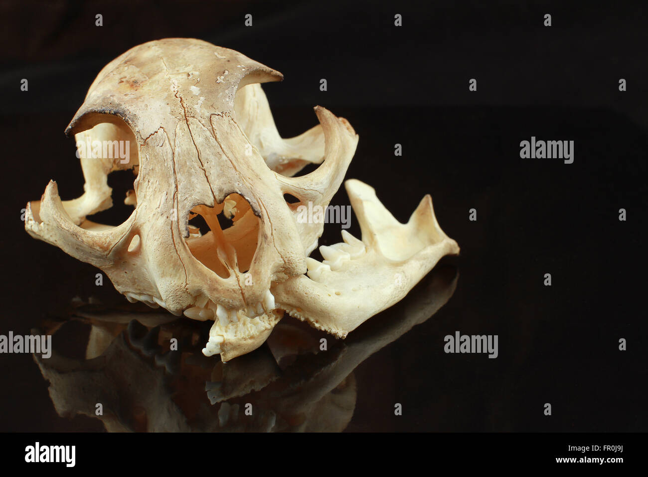 asiatische goldden Katze Schädel auf schwarzem Hintergrund Stockfoto