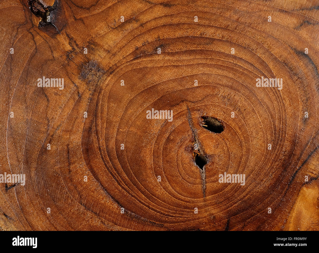 Holz-Textur des Schnittes Baumstamm, close-up Stockfoto