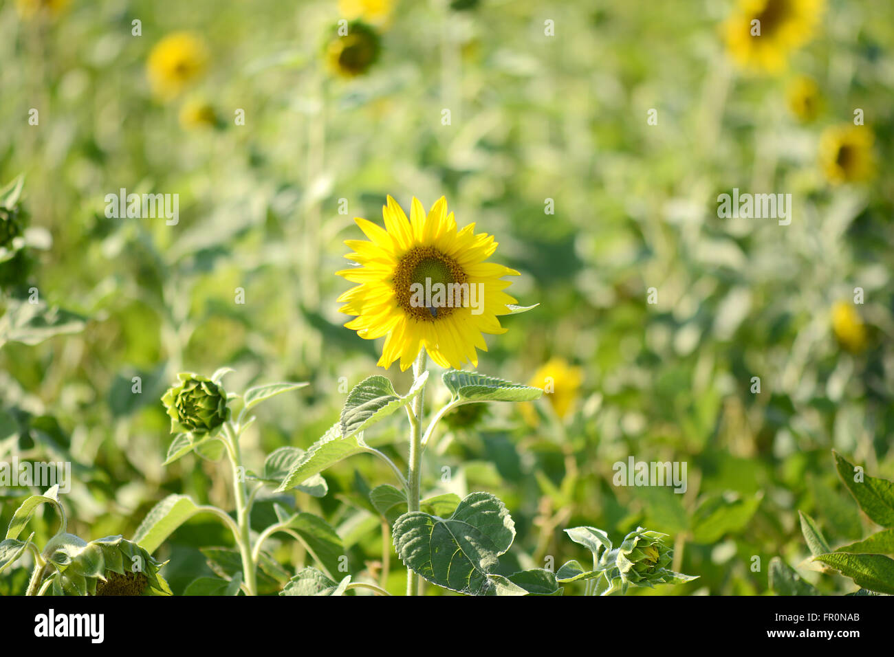 Hintergrundbild von einem Sonnenblumenfeld Stockfoto
