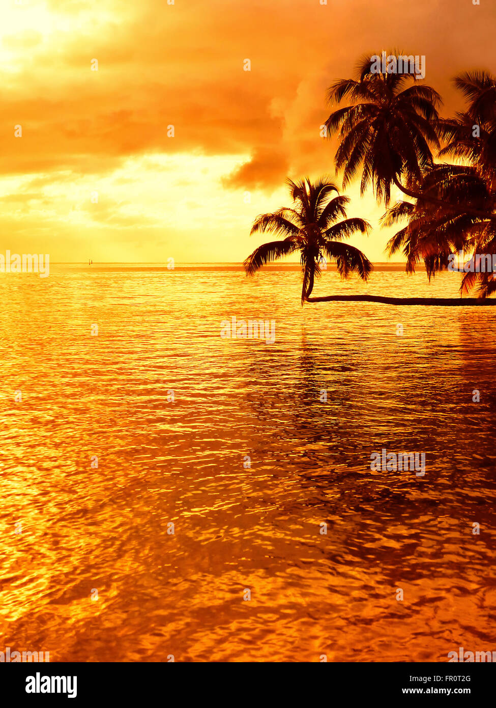 Tropischer Sonnenuntergang an einem Strand mit einer Kokospalme auf Moorea, einer Insel in der Nähe von Tahiti in Französisch-Polynesien. Stockfoto