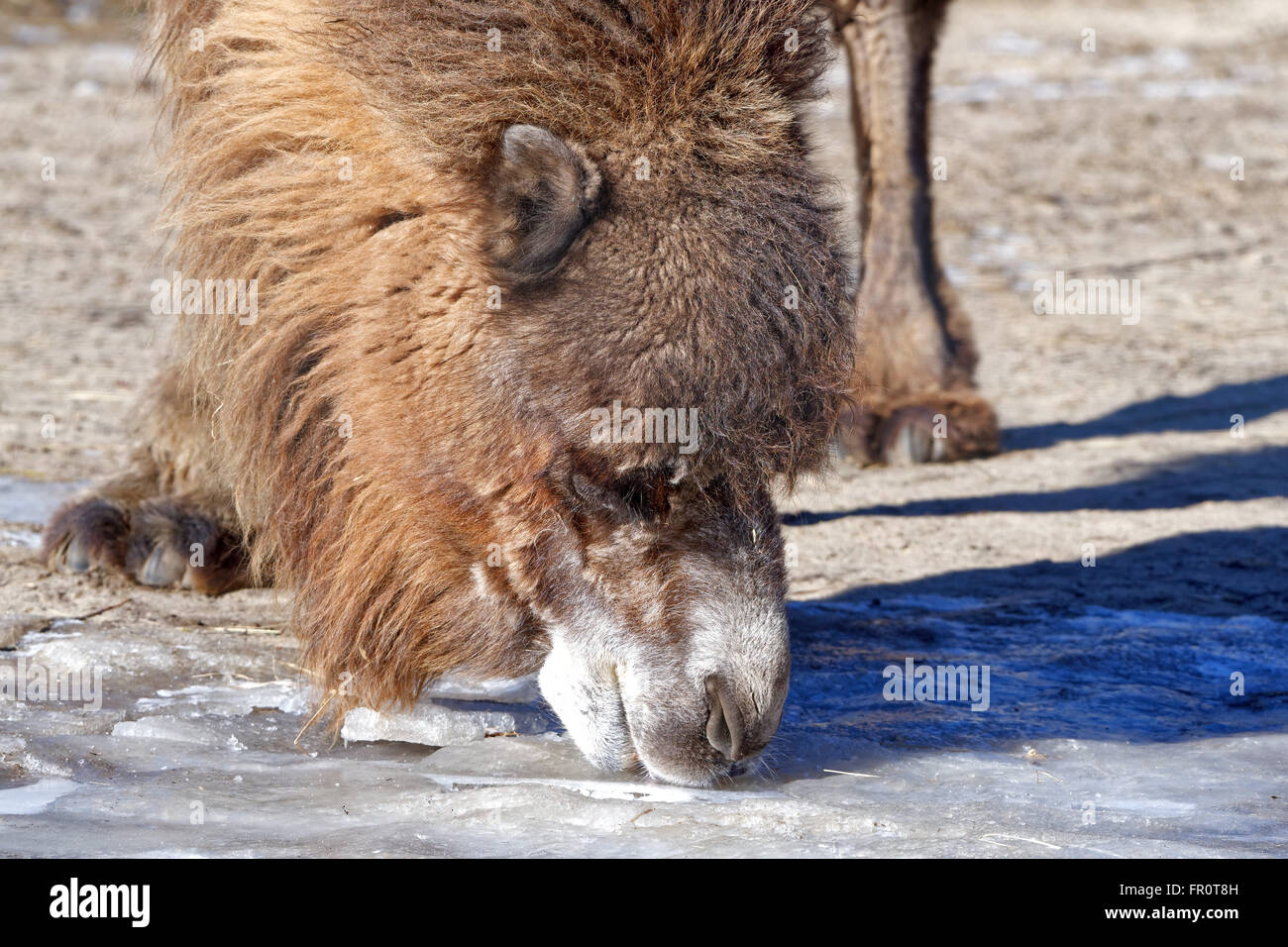 Baktrischen Kamel versucht, Eis zu trinken. Stockfoto