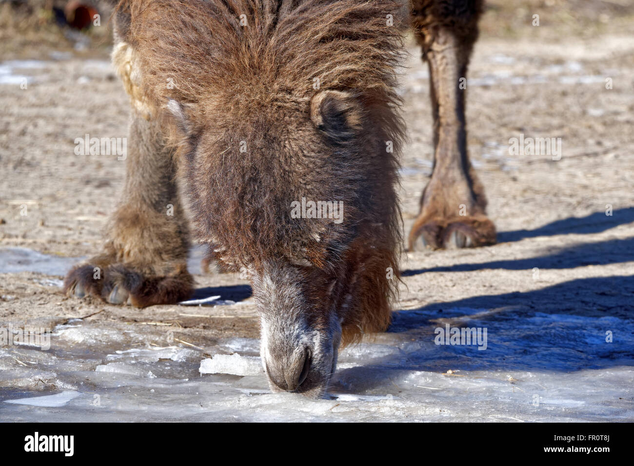 Baktrischen Kamel versucht, Eis zu trinken. Stockfoto