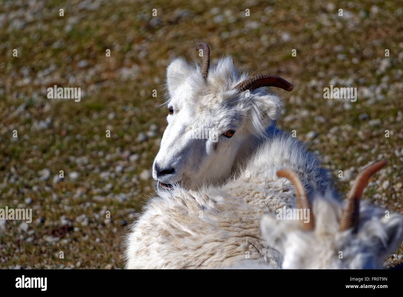 Dall-Schafe (der Dallschafe) Ovis Dalli, ist eine Art von Schafen in nordwestlichen Nordamerika beheimatet. Stockfoto