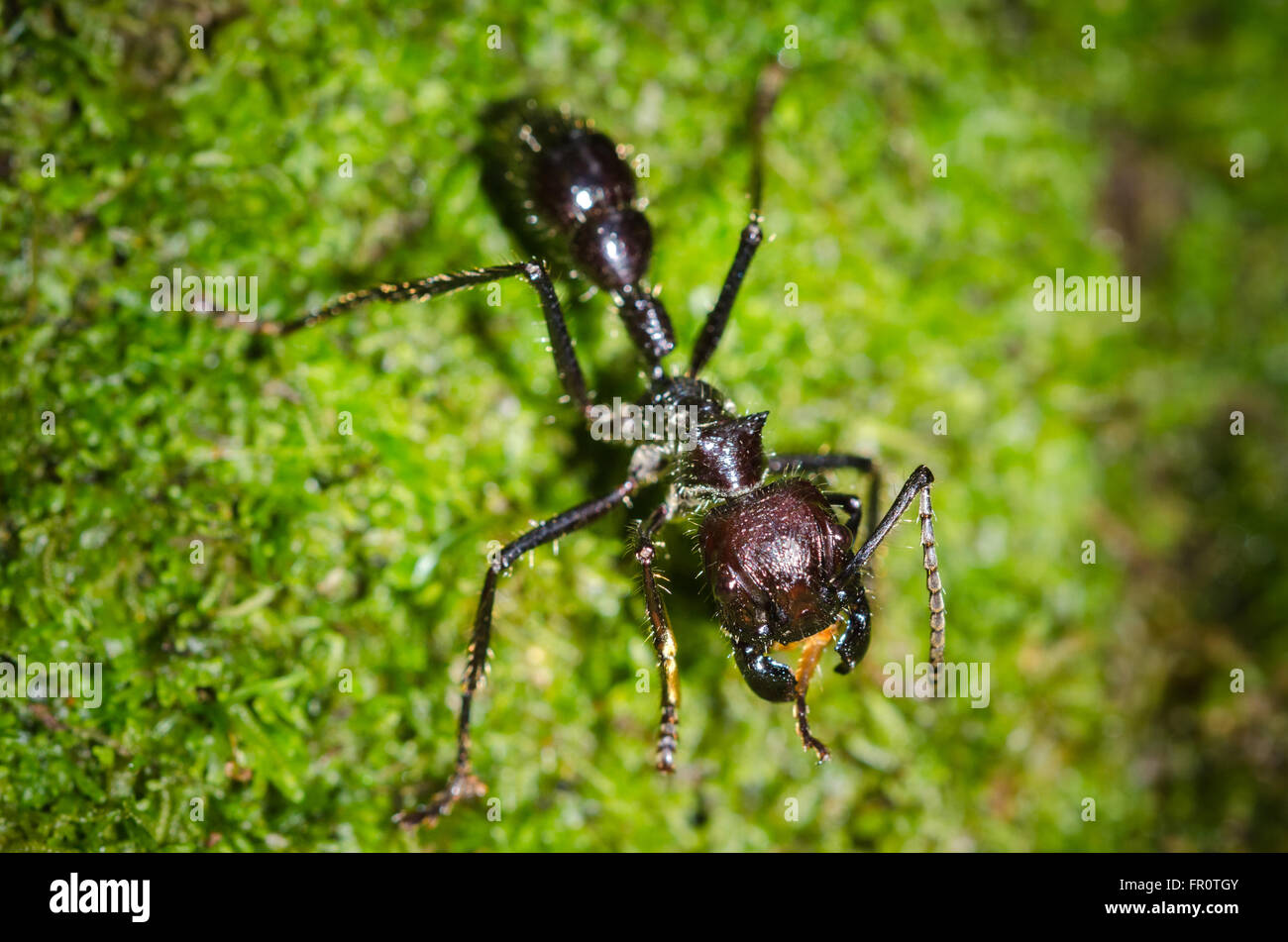 Bullet Ant (Paraponeragroße Clavata), Rara Avis, Costa Rica Stockfoto